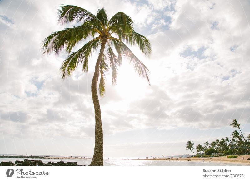 palm on kauai Tree Exotic Beach Bay Oasis Dream Palm tree Palm frond Hawaii Kauai Sunlight Back-light Clouds Beach vacation Paradise Gorgeous Colour photo