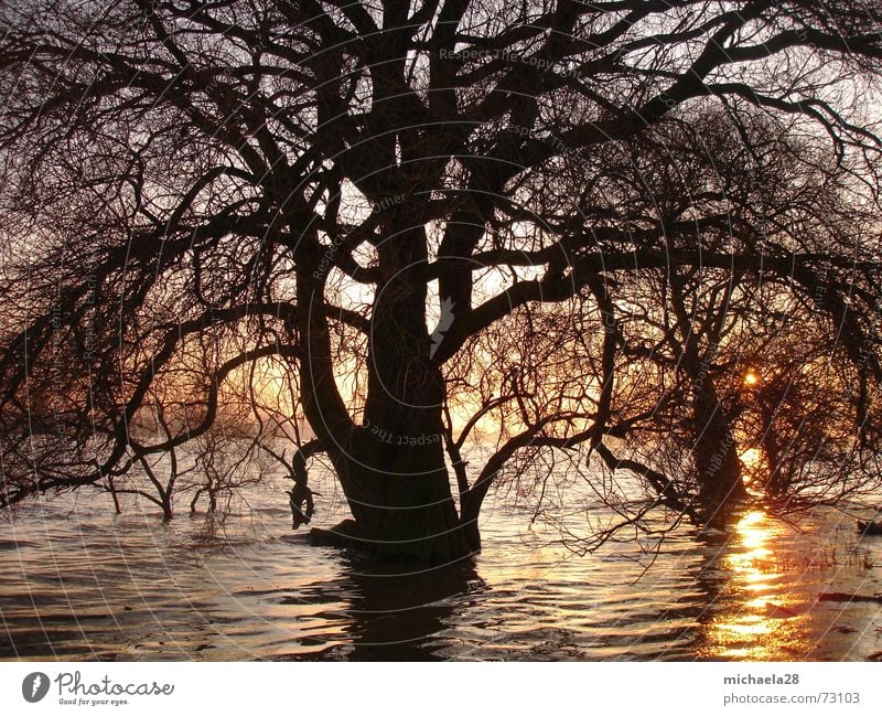 Standing firm against destruction Tree Lake Ocean Sunset Red Twilight Waves Reflection Black Go under Skeleton Delicate Cold Autumn Winter Unwavering Resist