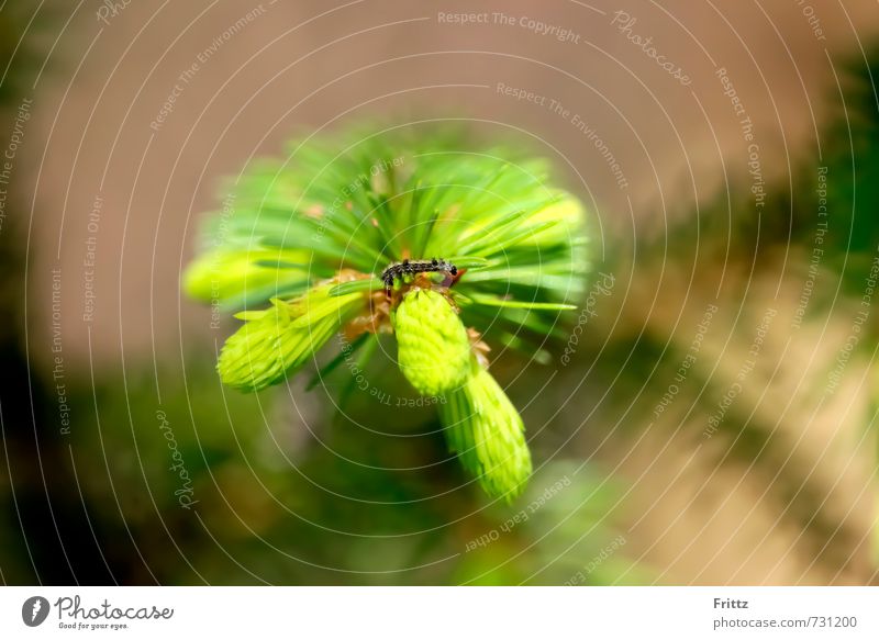 weirdo Nature Plant Animal conifer branch Wild animal Caterpillar sponge caterpillar 1 Brown Green Black Colour photo Exterior shot Macro (Extreme close-up) Day