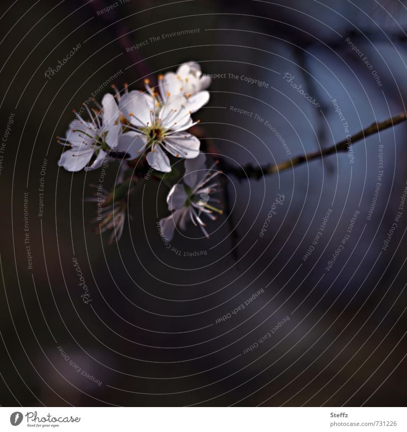 Blackthorn blooms in spring Wild plant spring branch Indigenous Domestic indigenous plants spring blossoms March April Spring day blooming wild plant