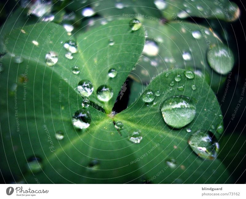 Another Rainy Day Clover Green Red Reflection Fresh Damp Wet Leaf Blossom Plant Macro (Extreme close-up) Small but perfectly formed Dream Trifoliate