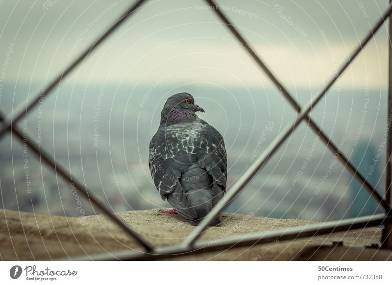 Lonely dove over the town Horizon Climate Climate change New York City Town Capital city Downtown Skyline Populated Overpopulated House (Residential Structure)