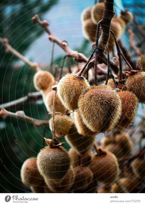 furry berry Brown Green Plant Berries Blue Branch Nature Macro (Extreme close-up) Perspective