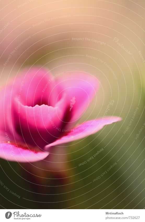 pink. Environment Nature Spring Summer Plant Flower Wild plant Happiness Blossom Blossoming Blossom leave Pink Colour photo Multicoloured Exterior shot Close-up