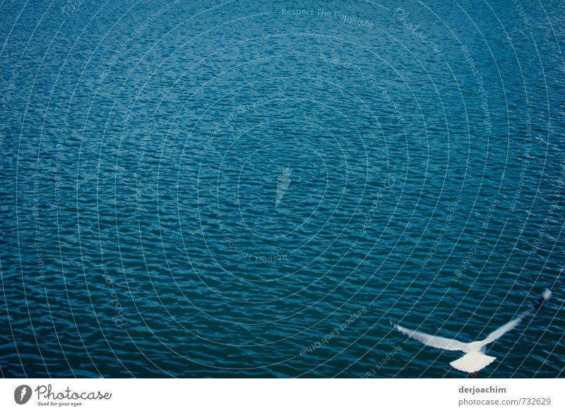 Low-flying bird - Seagull flies alone right over the Pacific close above the water. Elegant Calm Freedom Body 1 Human being Environment Nature Water Summer