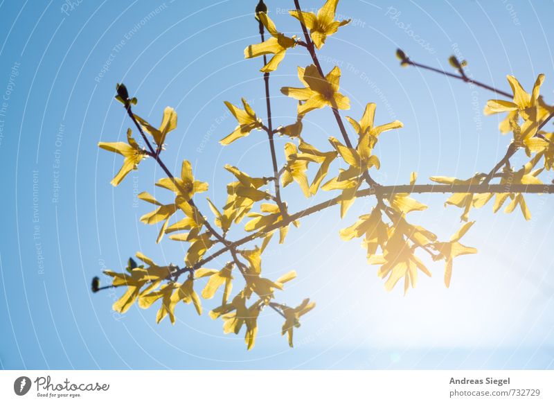 forsythe Nature Plant Sky Cloudless sky Spring Beautiful weather Bushes Blossom Forsythia blossom Friendliness Bright Blue Yellow Joie de vivre (Vitality)