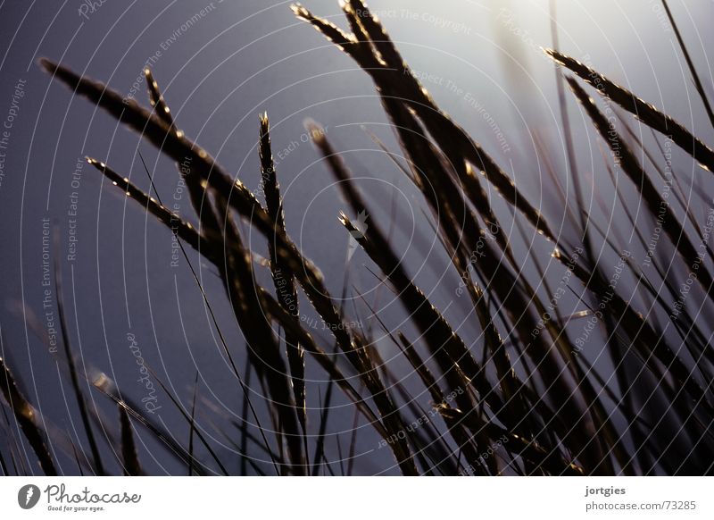 Sandy trousers Common Reed Grass Blade of grass Beach dune Dune Coast Ocean Summer Sun Back-light