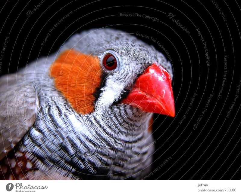 my bird Close-up Animal Macro (Extreme close-up) Nature Detail feathers