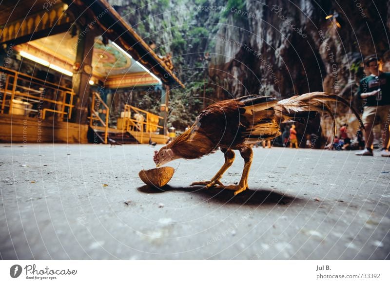 Chicken and the coconut Farm animal Wing 1 Animal Feeding Good Moody Barn fowl Coconut Malaya Colour photo Interior shot Day