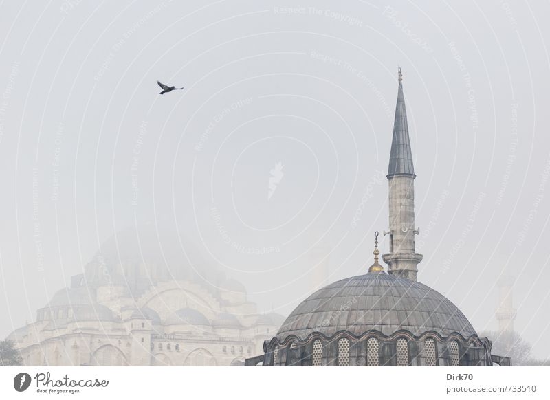 Süleymaniye in the fog Exotic Far-off places City trip Fog Istanbul Turkey Architecture Mosque Minaret Süleymaniye Mosque Wild animal Bird Pigeon 1 Animal Stone