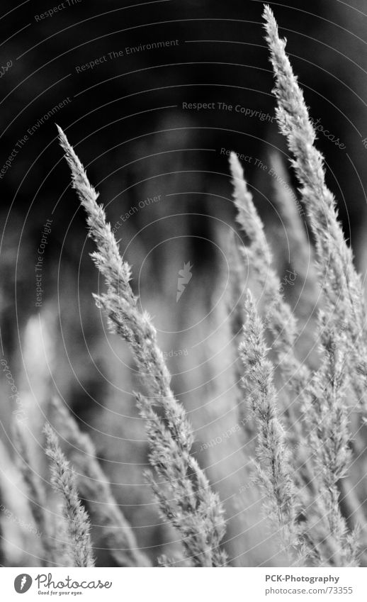 meadow grass Grass Blade of grass Meadow Black White Ear of corn Harvest Tilt