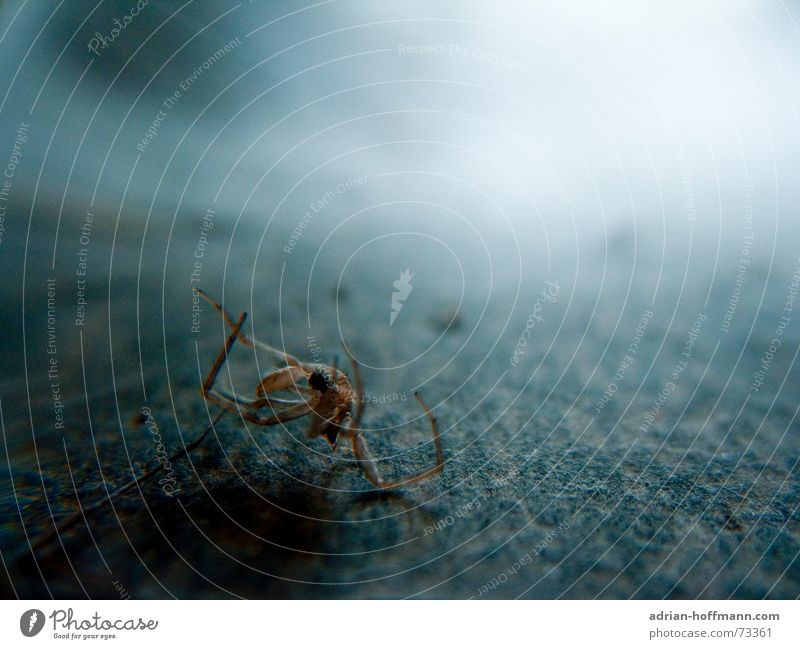 Lifeless shell Spider Broken Insect Dust Dark Blur Disgust Sheath Death Dirty Floor covering Macro (Extreme close-up) Shadow