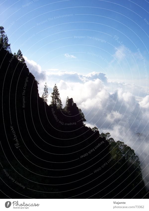 Exciting descent Tenerife Canaries Spain Europe Teide Puerto de la Cruz Vulcano Mountain hiking Nature Steep Clouds Sky Tree Fir tree canary islands