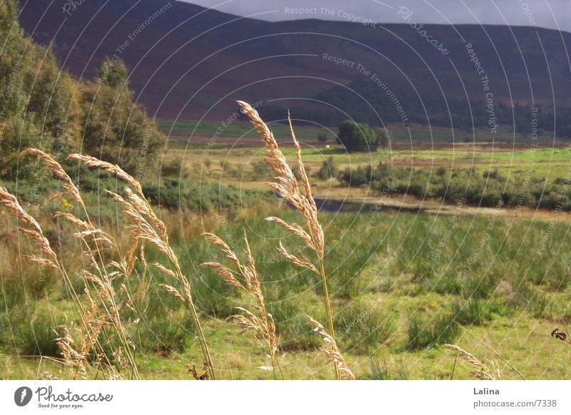 Scot_Ehren Scotland Ear of corn Autumn Wind Landscape Far-off places