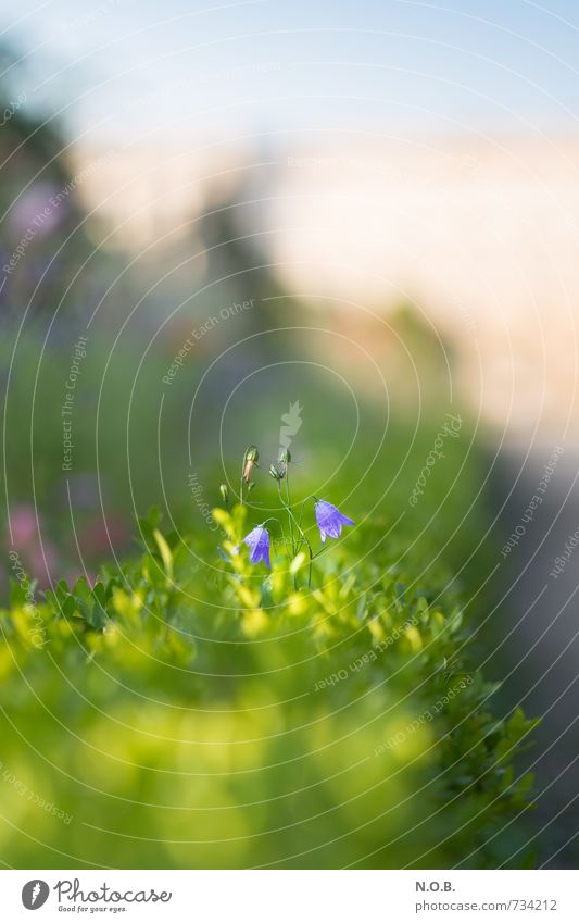 stroll Plant Spring Summer Beautiful weather Flower Bushes Garden Park Observe Blossoming Positive Green Violet Contentment Joie de vivre (Vitality) Attentive