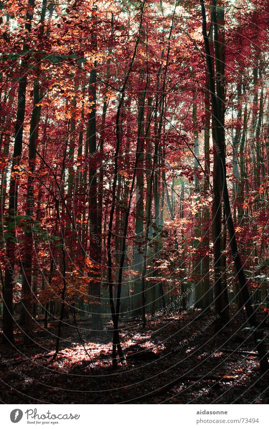 autumn sun Autumn Forest Light Leaf Multicoloured Lighting