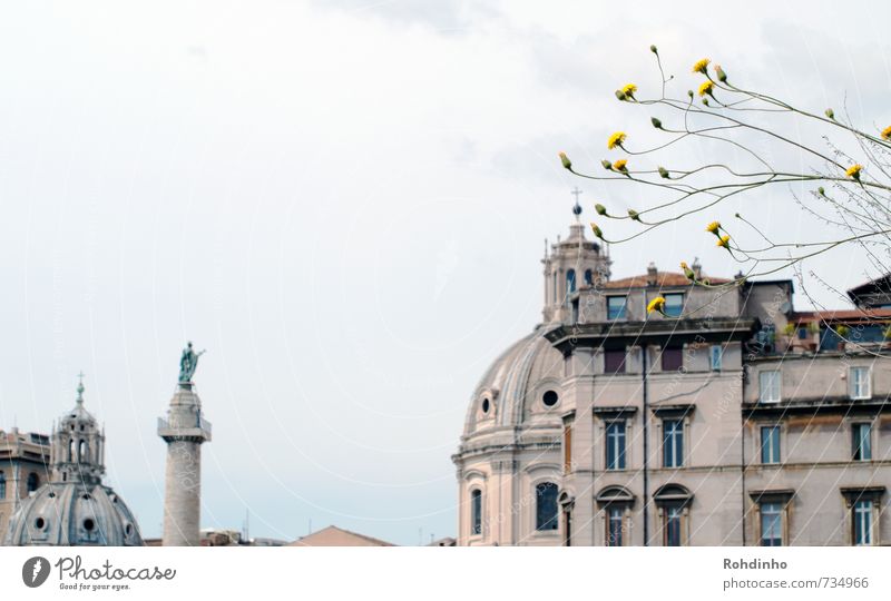 ROMA - Rooftops, Flowers & Statues Vacation & Travel Tourism Trip Sightseeing City trip Summer House (Residential Structure) Architecture Plant Bushes Rome