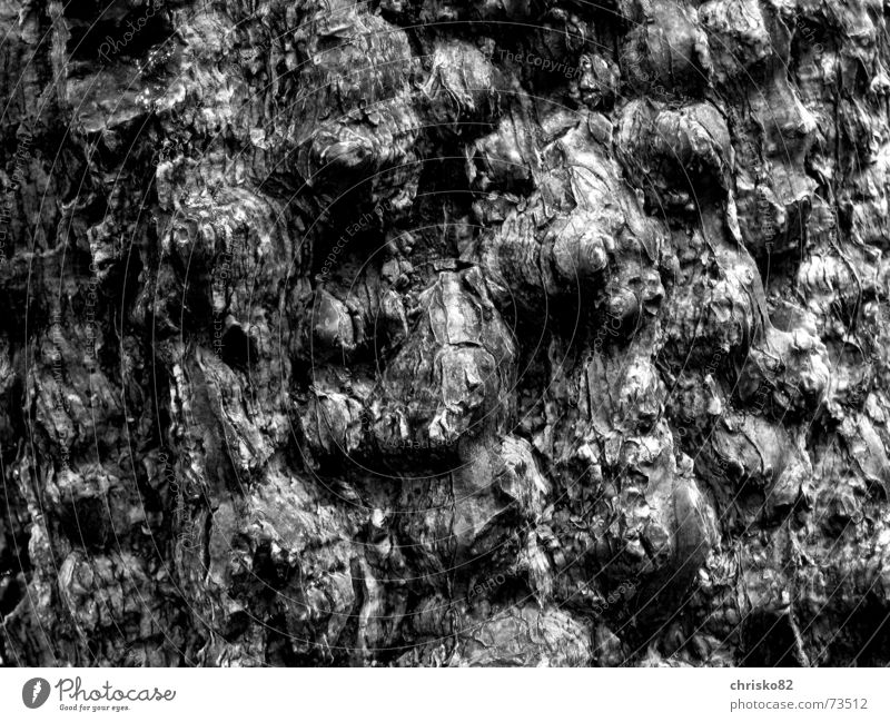 Tropical Bark Tree bark Virgin forest Hill Contrast Structures and shapes