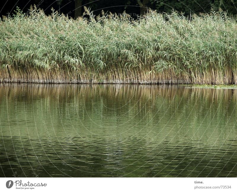 cold feet Water Wind Grass Foliage plant Park Lakeside Pond Together Green Contentment Movement Society Environment Growth Common Reed Low water Tilt dry feet