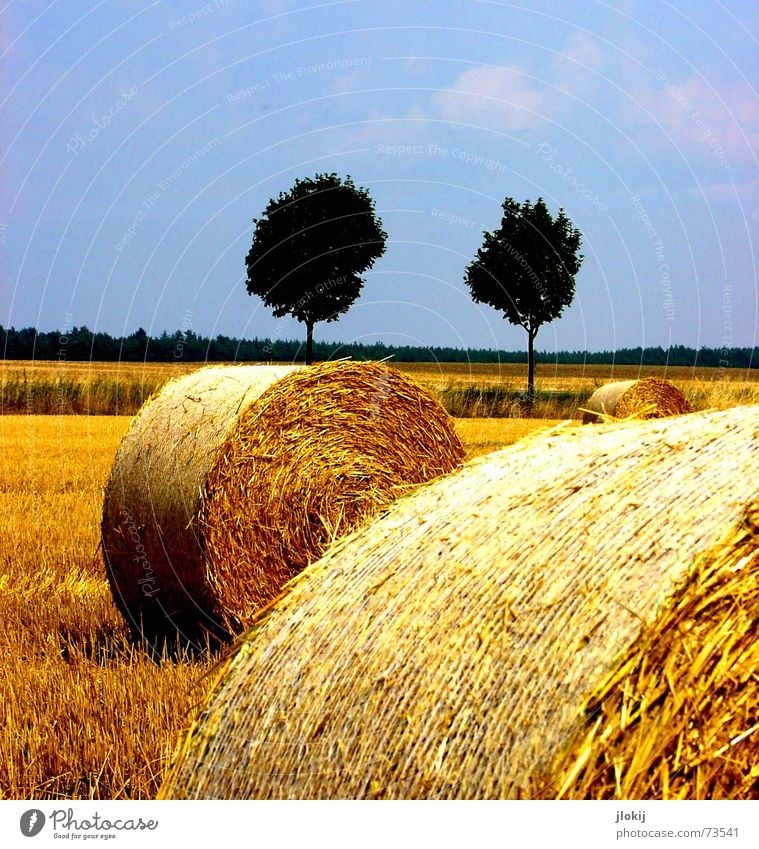 wheeled Tree Autumn Field 5 Romance Straw Coil Feed Grain Rolled Wheat Ear of corn Work and employment Yellow Seasons Nature Harvest Stopper Contrast Tree trunk