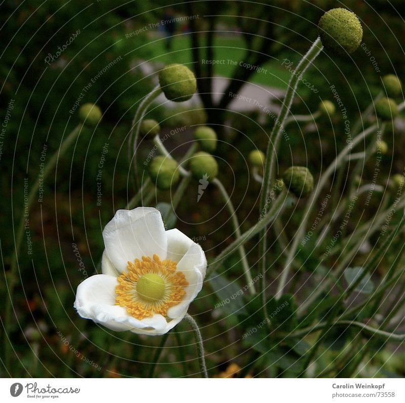 Forest for trees not Park Tree Blossom Flower Plant Tendril Yellow White Green Growth Chaos Autumn October Blur Round Bright green Dark green Wood flour Nature