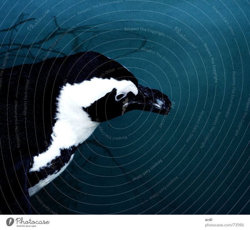 penguin life Penguin Black White Pattern Bird Beak Animal Dark Cold Wet Deep Lake Ocean Antarctica Zoo Patch Feather Water Blue feathers antarctic batman ardi