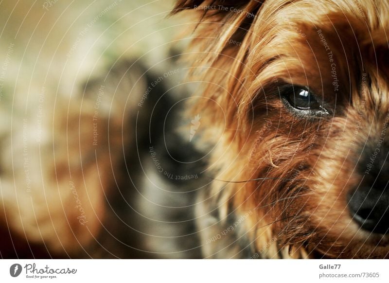 kiko Dog Loyalty Sweet Small Yorkshire terrier