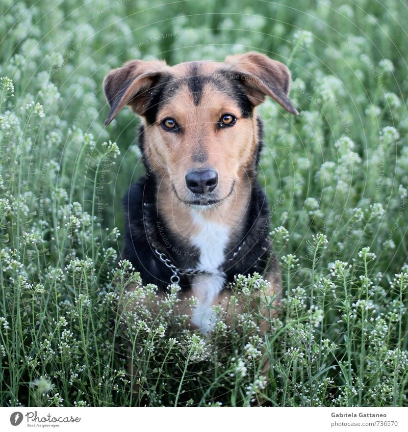 fright Animal Pet Dog 1 Loyalty look at Grassland Meadow Plant Portrait photograph Animal portrait Patient Watchfulness Beautiful Crossbreed Mixture Wait