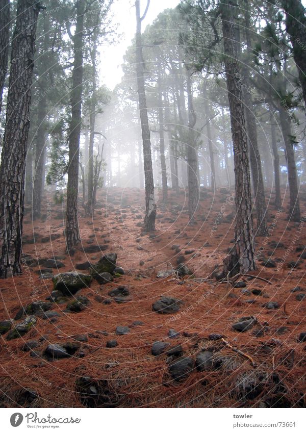 cloud forest Freedom Mountain Hiking Nature Plant Earth Clouds Autumn Fog Tree Forest Stone Dark Red Loneliness Peace Mysterious Surrealism La Palma Fir needle