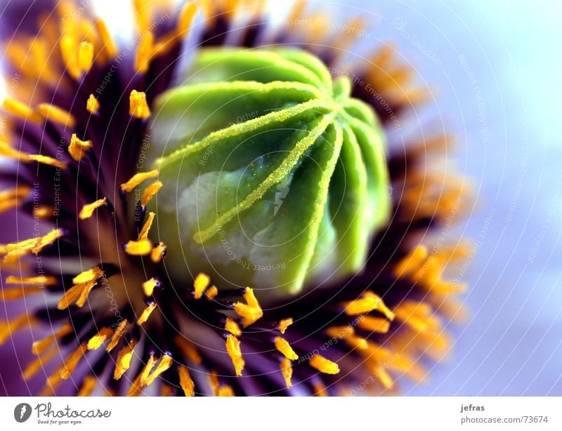 poppy flower Background picture Close-up Design Life Macro (Extreme close-up) Nature Original abstract Art pooch brown clear composition concept creative