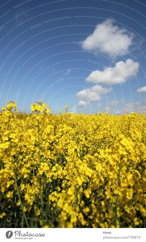 . Agriculture Forestry Field Environment Nature Landscape Sky Clouds Spring Beautiful weather Agricultural crop Canola Canola field Oilseed rape cultivation