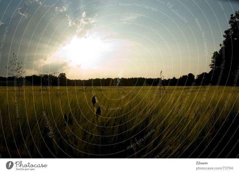 sunning field Field Summer Sunset Sky Light Cornfield Forest landscape Grain Far-off places