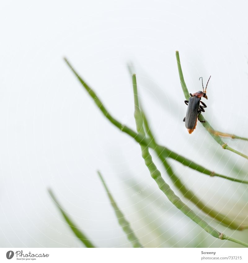 euregionic Nature Plant Animal Spring Agricultural crop Canola Meadow Field Beetle 1 Crawl Sit Small Green Red Black Spring fever Brave Patient Calm