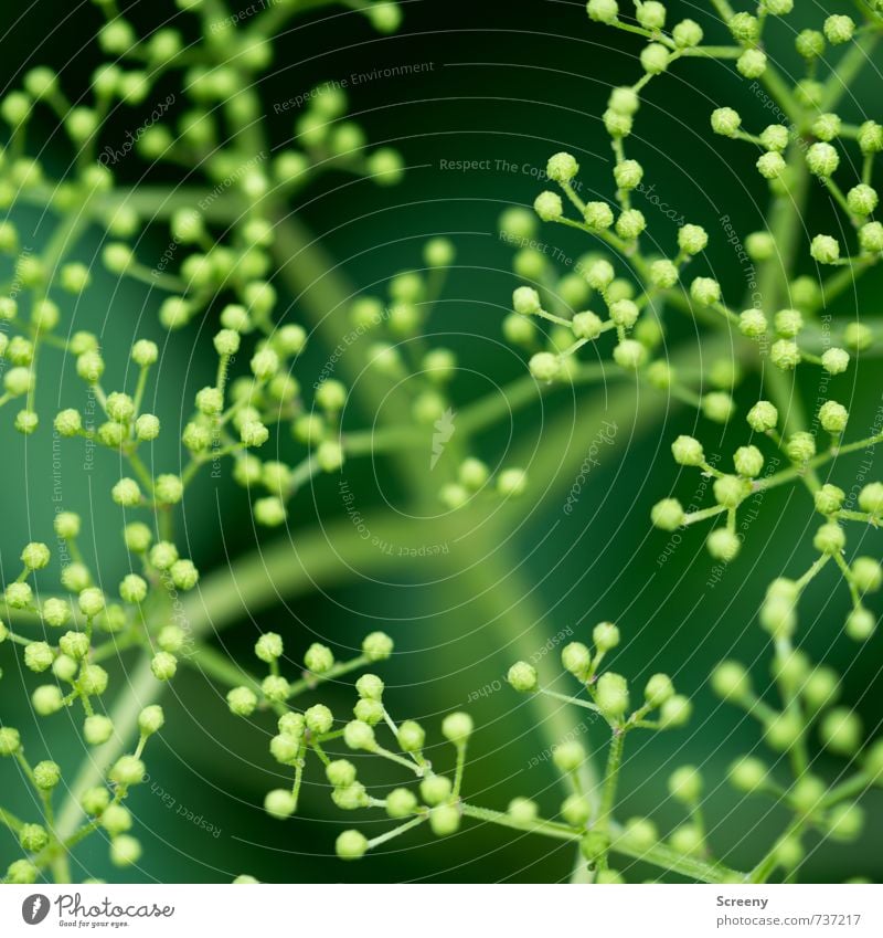 molecules Nature Plant Spring Bushes Bud Elder Park Meadow Field Blossoming Growth Small Green Spring fever Delicate Connectedness Molecular Colour photo Detail