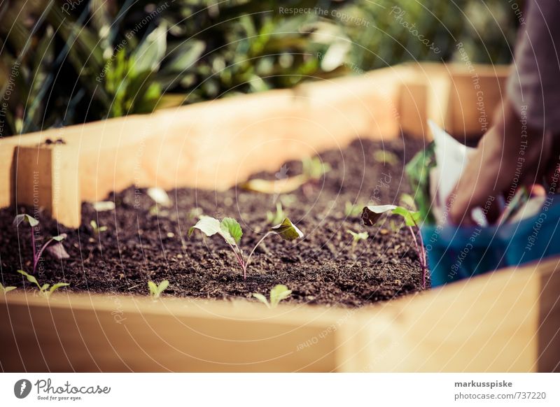 who sows the harvest - urban gardening Food Vegetable Lettuce Salad Fruit Herbs and spices Lifestyle Healthy Living or residing Garden Human being Young woman