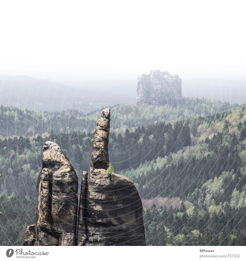 50°55'12.7 "N 14°14'08.4 "E Environment Nature Landscape Spring Bad weather Tree Blossoming Elbsandstone mountains Affensteine Saxon Switzerland Climbing Hiking