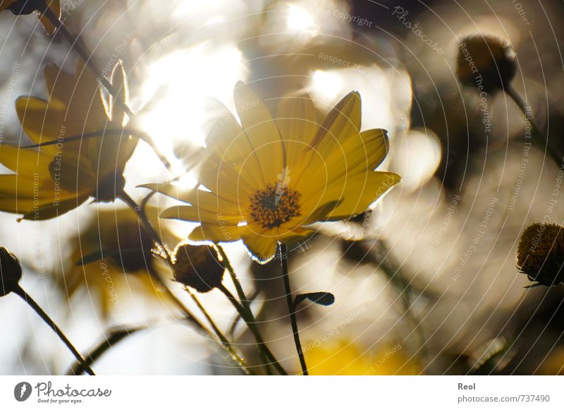 In the evening light III Nature Plant Sunrise Sunset Sunlight Spring Summer Autumn Beautiful weather Flower Blossom Foliage plant Wild plant Pot plant Garden