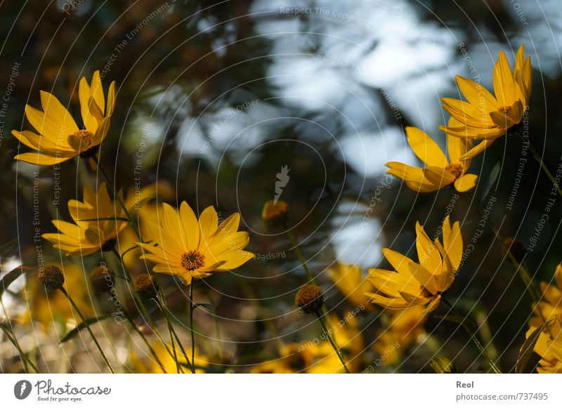 In the evening Plant Sunlight Flower Wild plant Blossoming Glittering Fragrance Yellow Gold Moody Spring fever Calm Hope Wanderlust Contentment Flowerbed