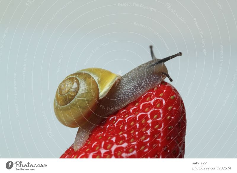 tidbit Food Fruit Healthy Eating Senses Garden Wild animal Snail 1 Animal To feed To enjoy Crawl Disgust Good Juicy Slimy Sweet Yellow Red Desire Voracious