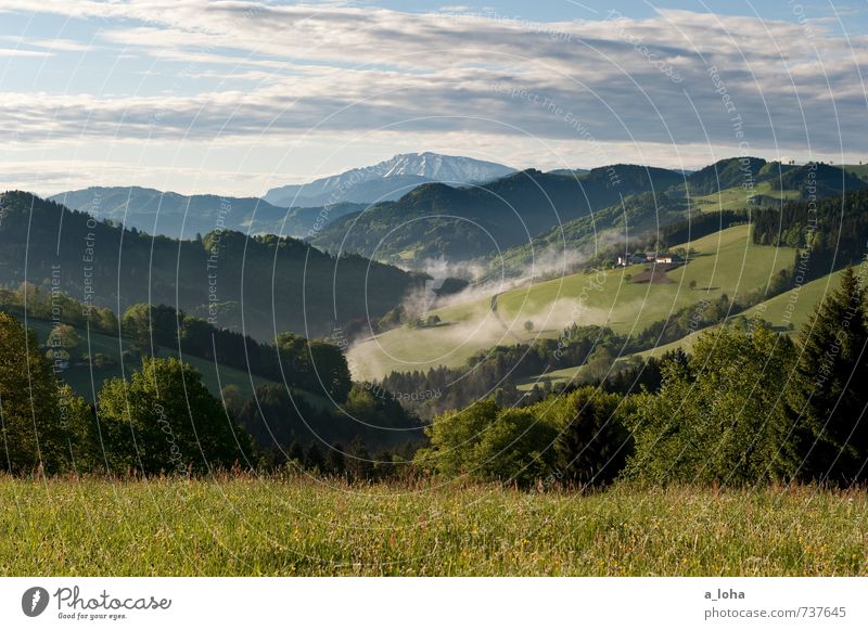 The treasure in the Ötscher Environment Nature Landscape Plant Elements Sky Clouds Horizon Spring Beautiful weather Tree Flower Grass Foliage plant Meadow Field