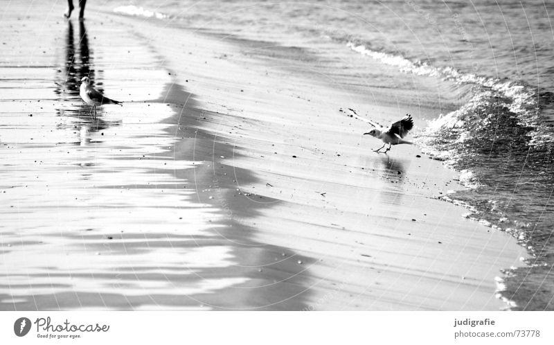 beach life Beach Seagull Bird Reflection Waves White crest Surf Lake Ocean Vacation & Travel Black To go for a walk Water Baltic Sea Relaxation Walking