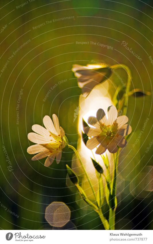 Star chickweed backlit with pretty bokeh in background Environment Nature Plant Spring Wild plant Park Meadow Field Forest Blossoming Friendliness Happiness