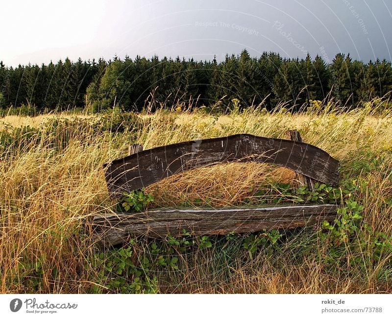 In the forest and on the heath, I lost strength through joy.... Rheingau Forest Meadow Wood Hallway Grass Steppe Clouds Tree Hiking Break Yellow Loneliness