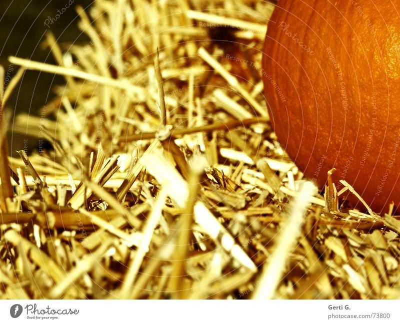 so strawy Straw Bale of straw Pumpkin seed Hallowe'en Decoration Nutrition Food Feed Agriculture Farm Pumpkin soup electric shock straw-headed hannes strawhead