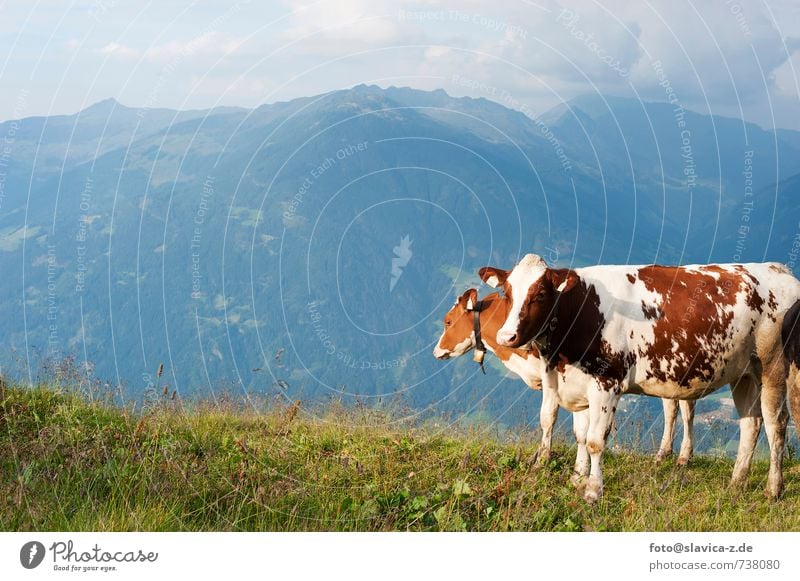 Cows on the meadow, Zillertal, Austria Relaxation Vacation & Travel Tourism Mountain Nature Landscape Meadow Lanes & trails Farm animal 2 Animal Free Healthy