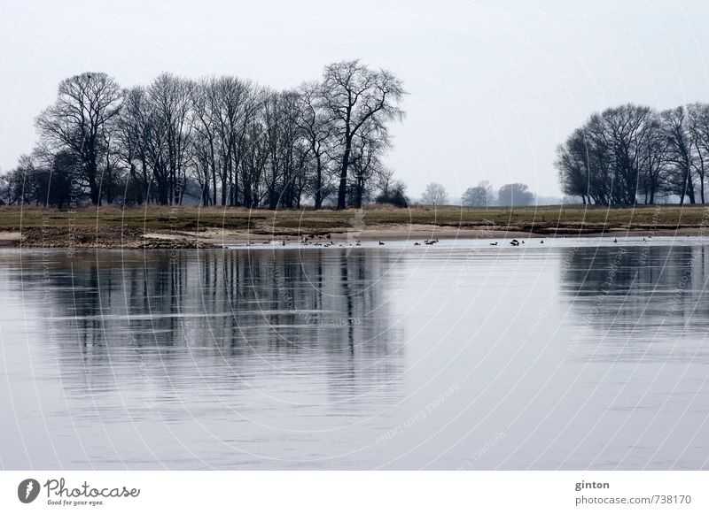 Wild geese at the river Environment Nature Landscape Plant Animal Spring Weather Tree Grass River Wild animal Bird Flock Natural Subdued colour Exterior shot