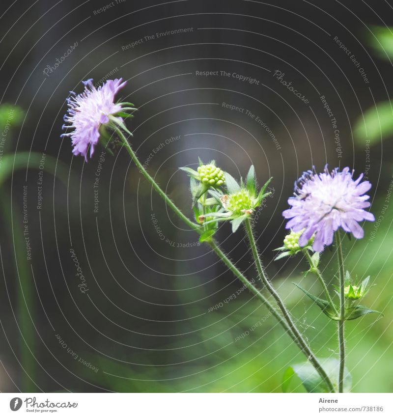 forest flowers Nature Plant Summer Flower scabiosis Dark Beautiful Green Violet lilac pale purple Colour photo Exterior shot Close-up Deserted Copy Space left