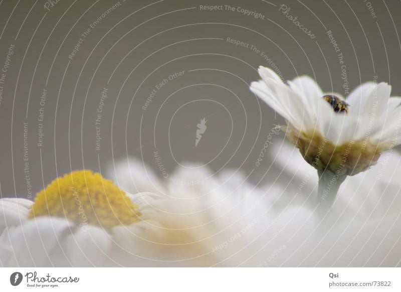 Bee on flower Flower Macro (Extreme close-up) Gray Blossom grey bloom