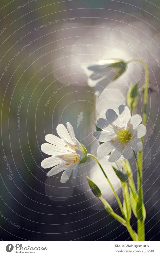 Close-up of flowers of chickweed in backlight, reflections on water in background Spring Plant Flower Wild plant Garden Park Meadow Field Forest Blossoming