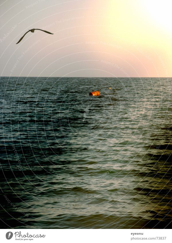 black sea Bulgaria Black Sea Seagull Light Buoy Sunrise Sunset Morning Far-off places Reflection Navigation Ocean Water Light (Natural Phenomenon) Dawn Flare